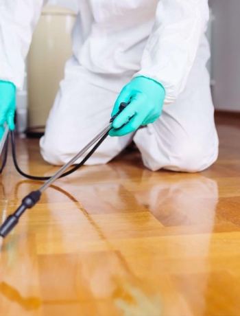 ابادة الابراص